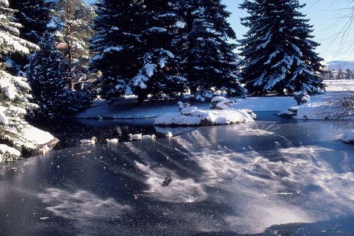 Ducks on an icy pond