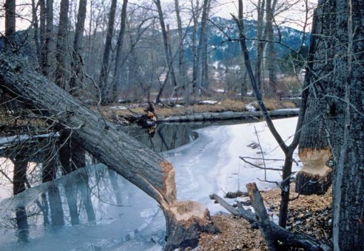 Tree chewed by beavers