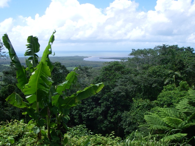 Daintree