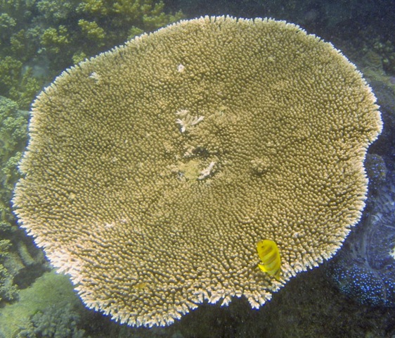 Coral and yellow fish