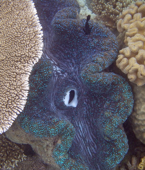 Giant Clam