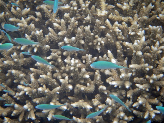 School of small fish