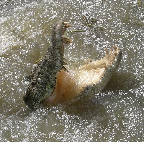 Crocodile