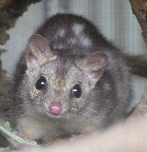 Spotted Quoll