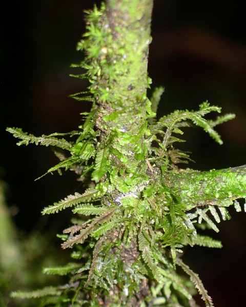 Moss at Mossman Gorge