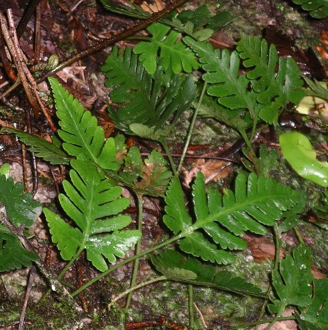 Ferns at Mossman Gorge