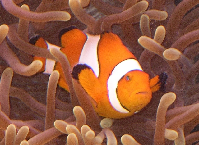 Clown Fish