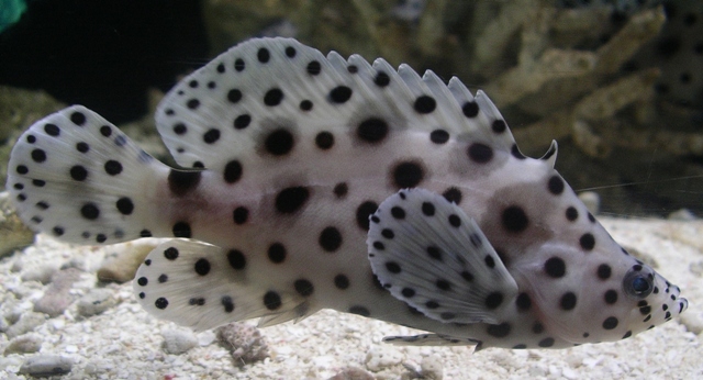 Spotted Fish