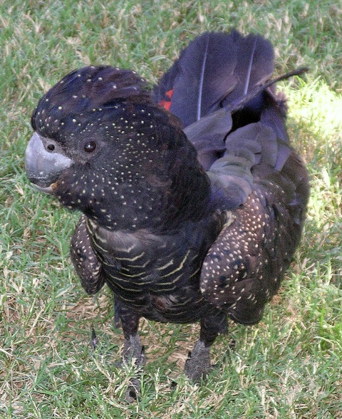 Red Tail Black Cockatoo