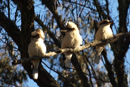 Kookaburras