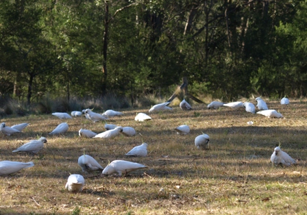 Cockatoos