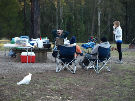 Cockatoo visiting the campsite