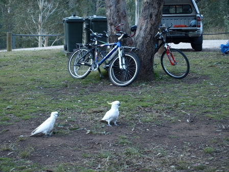 Cockatoo wandering around bikes