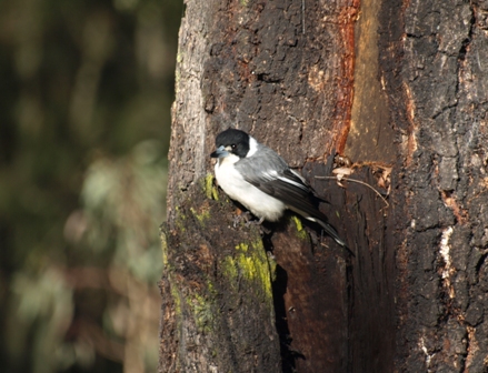 Butcher Bird 