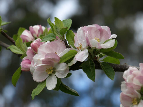 Blossoms at Tarra Bulga