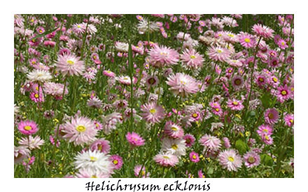Helichrysum ecklonis