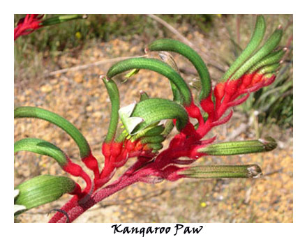 Kangaroo Paw