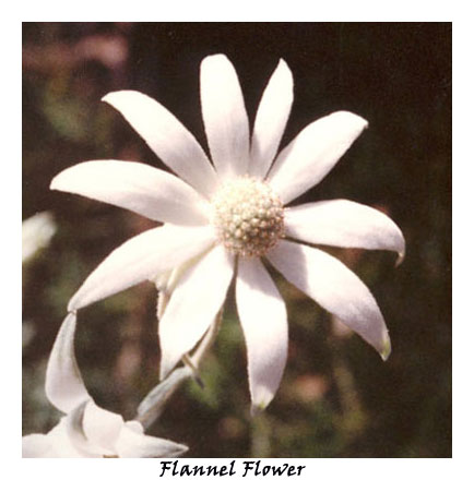 Flannel Flower