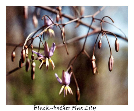 Black-Anther Flax Lily
